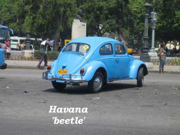 Havana Beetle