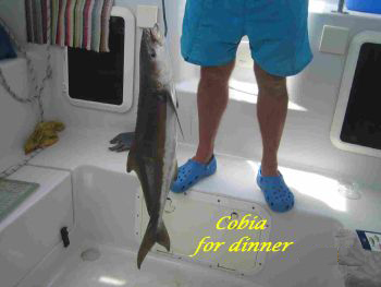 Cobia for Dinner